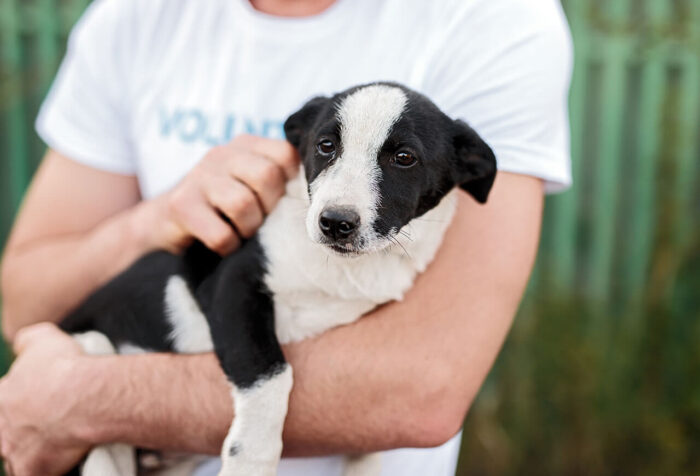 Dog Rescue Dog Rescue